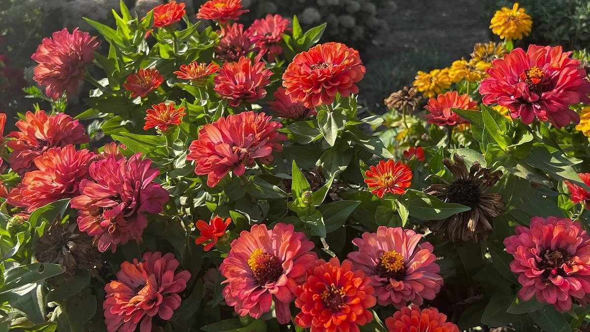 Посадите эти луковичные цветки осенью: клумба будет пестреть всеми цветами сразу после схода снега