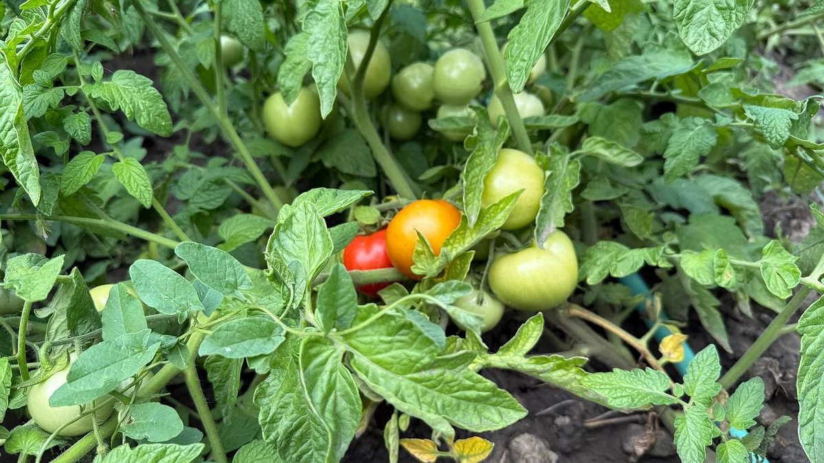 Опрыскала кусты раствором из кухни — и фитофтора сходит на нет уже к утру: листья чистые, плоды целые, урожай гарантировано спасёте