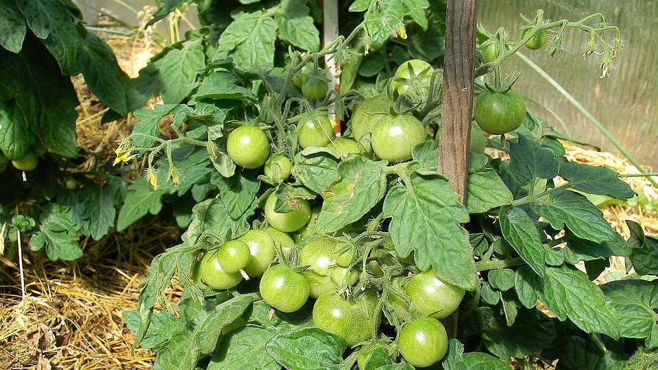 Главная картинка новости: С одной семечки – вал отборных томатов: этот мега-сорт помидоров выращивать одно удовольствие – посадил и растет