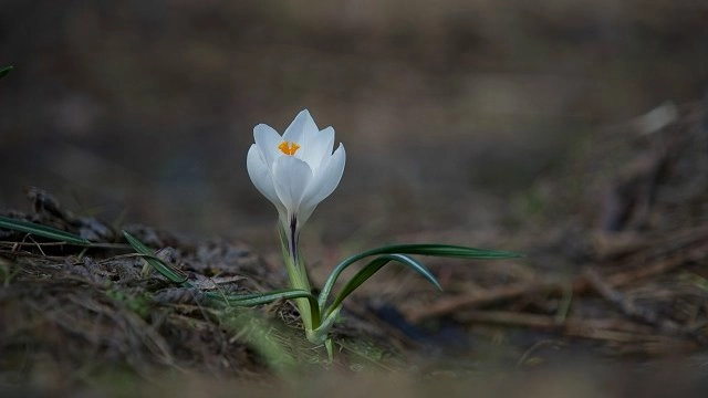 Главная картинка новости: От рекордной жары до ледяного ада: каким было 8 марта в Екатеринбурге за последние 30 лет — и что ждёт нас теперь