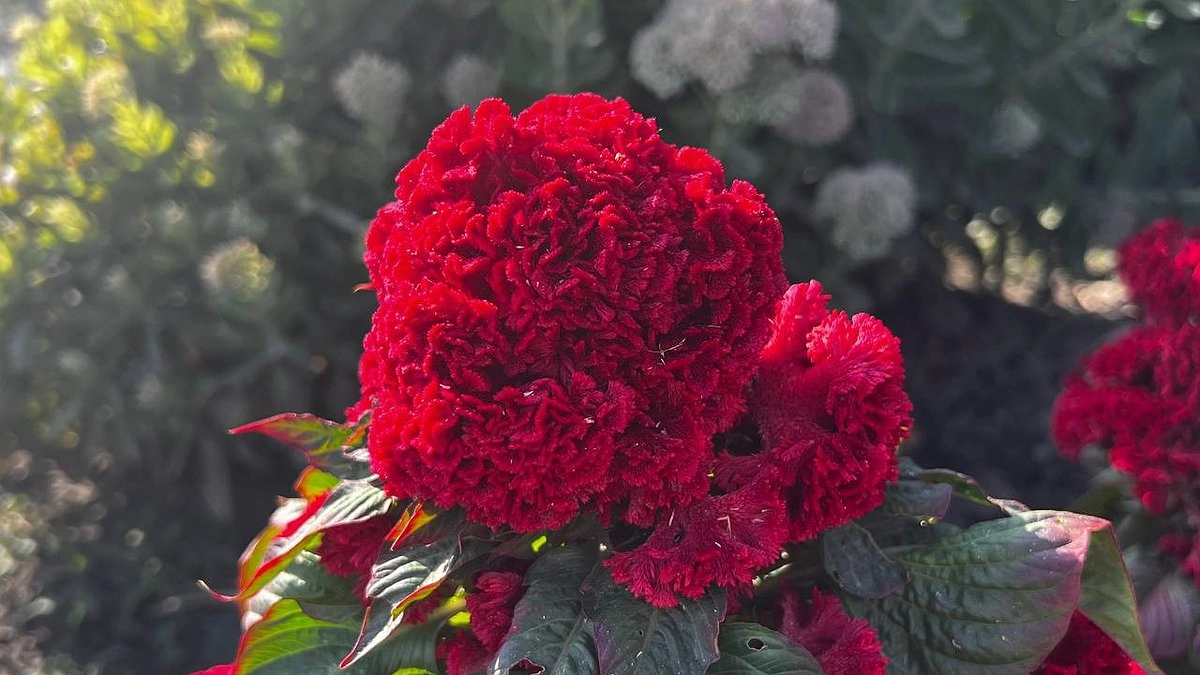 Выращиваем рассаду к весне по технологии моей свекрови - чтобы вырастить рассаду бархатцев - грунт не понадобится