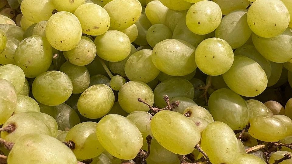 Эта ягода — самая опасная: а мы едим ее покупаем как деликатес, еще и детей кормим