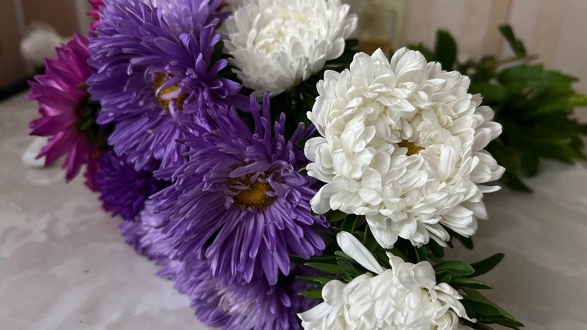 Главная картинка новости: Когда и как сеять астры на рассаду: простая инструкция с точными сроками для вашего региона