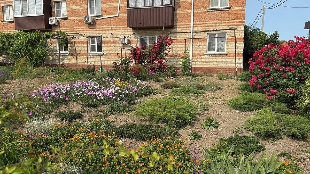 Разбросала коробки по огороду - И муравьёв след простыл: Больше ни одного не увидите