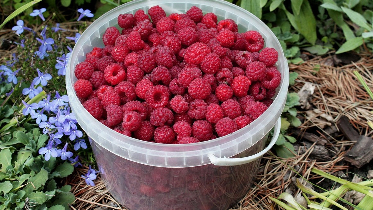 6 мест, где нельзя сажать малину на дачном участке