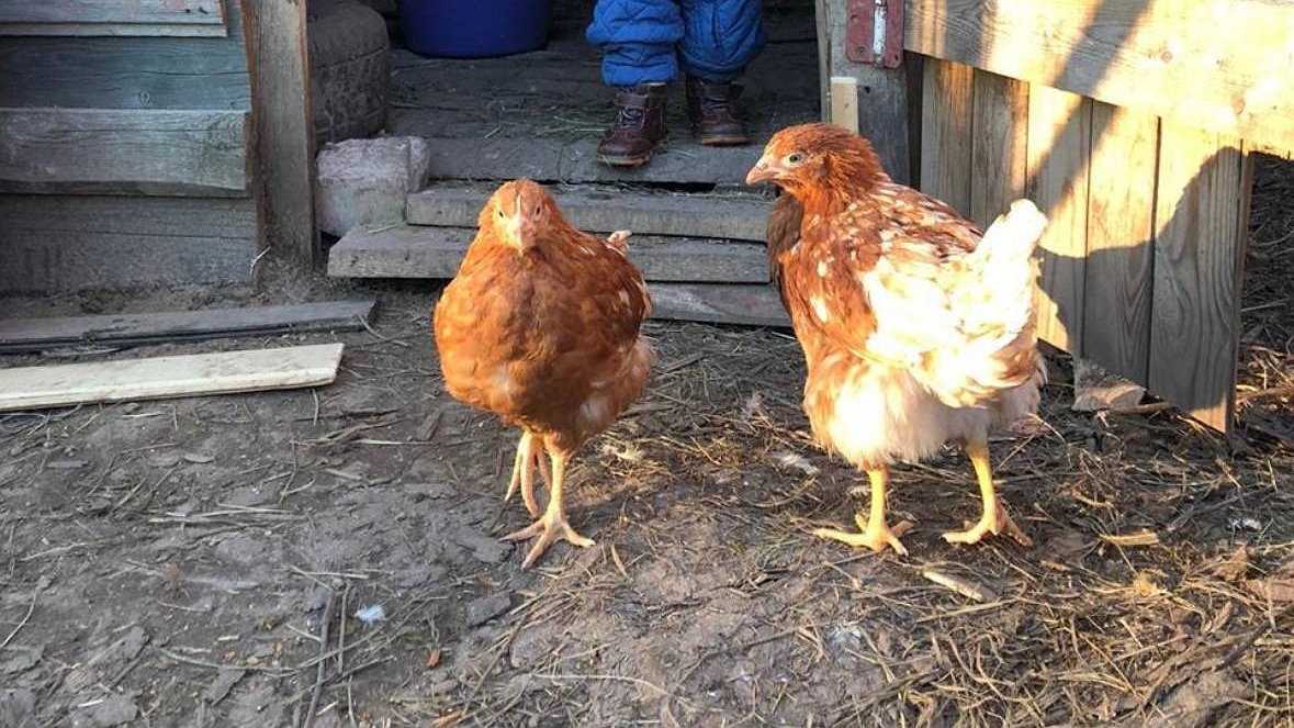 Самые "выгодные" птицы в деревне уже давно не куры: почему селяне и дачники резко поменяли свои предпочтения