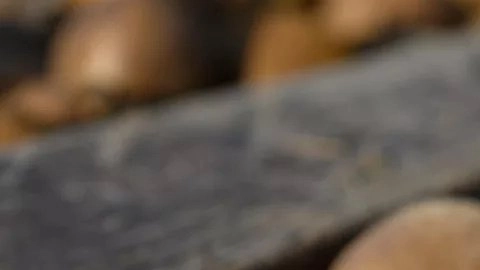 20 тонн иранского киви прошли фитосанитарный контроль в Свердловской области