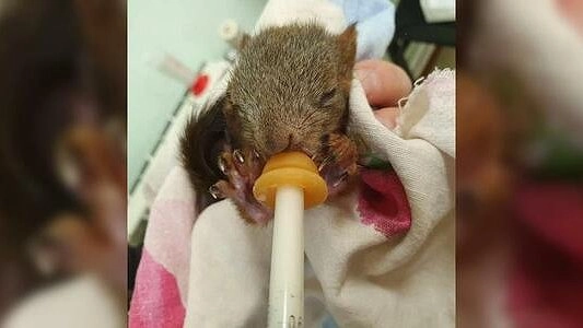 В Екатеринбурге ветеринары спасают бельчонка, выпавшего из гнезда