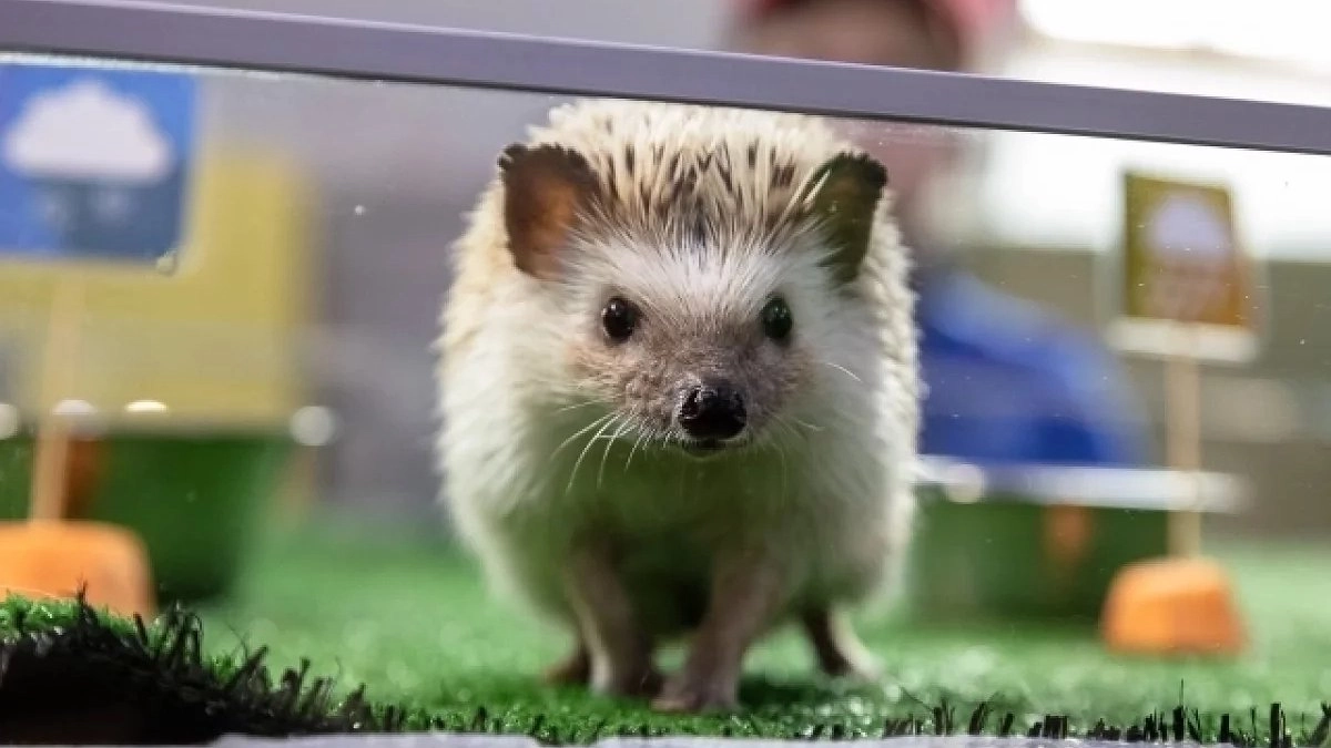 Солнце и снег пополам: ежиха Снежка из Екатеринбурга дала противоречивый прогноз на весну