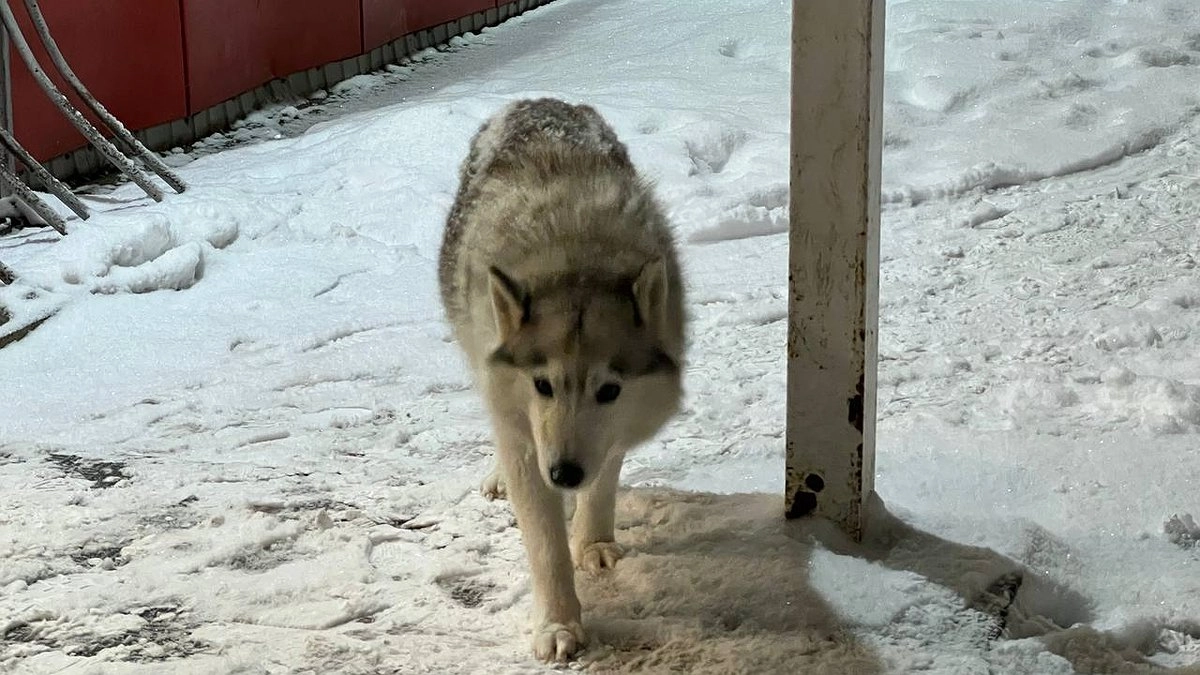 Главная картинка новости: Александр Бастрыкин взял на контроль расследование по факту нападения собак на ребенка в Нижнем Тагиле