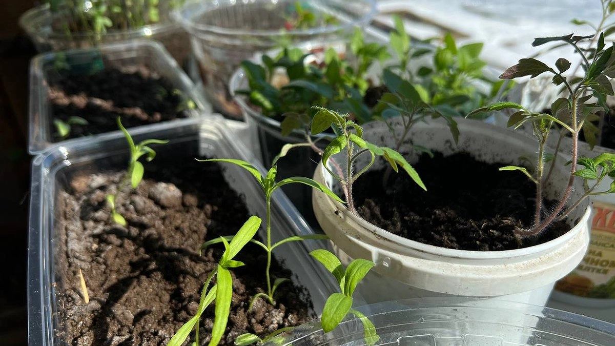 Чем подкормить рассаду: 4 безопасных средства, которые не навредят — проверено на собственном опыте