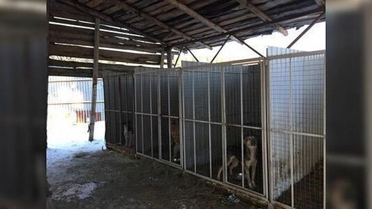 В Нижнем Тагиле наказали службу отлова, в приюте которой нашли трупы собак