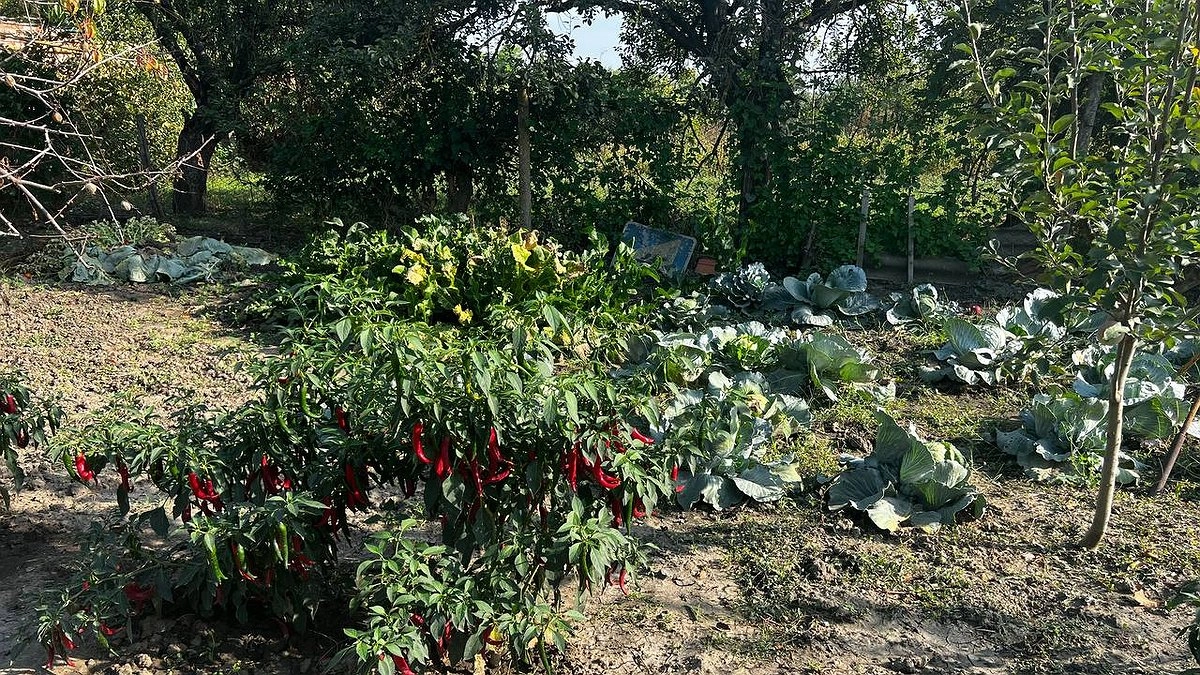 Сосед оставляет на зиму в земле корни капусты: в результате этого лайфхака на следующий год у него на грядках идеальная почва