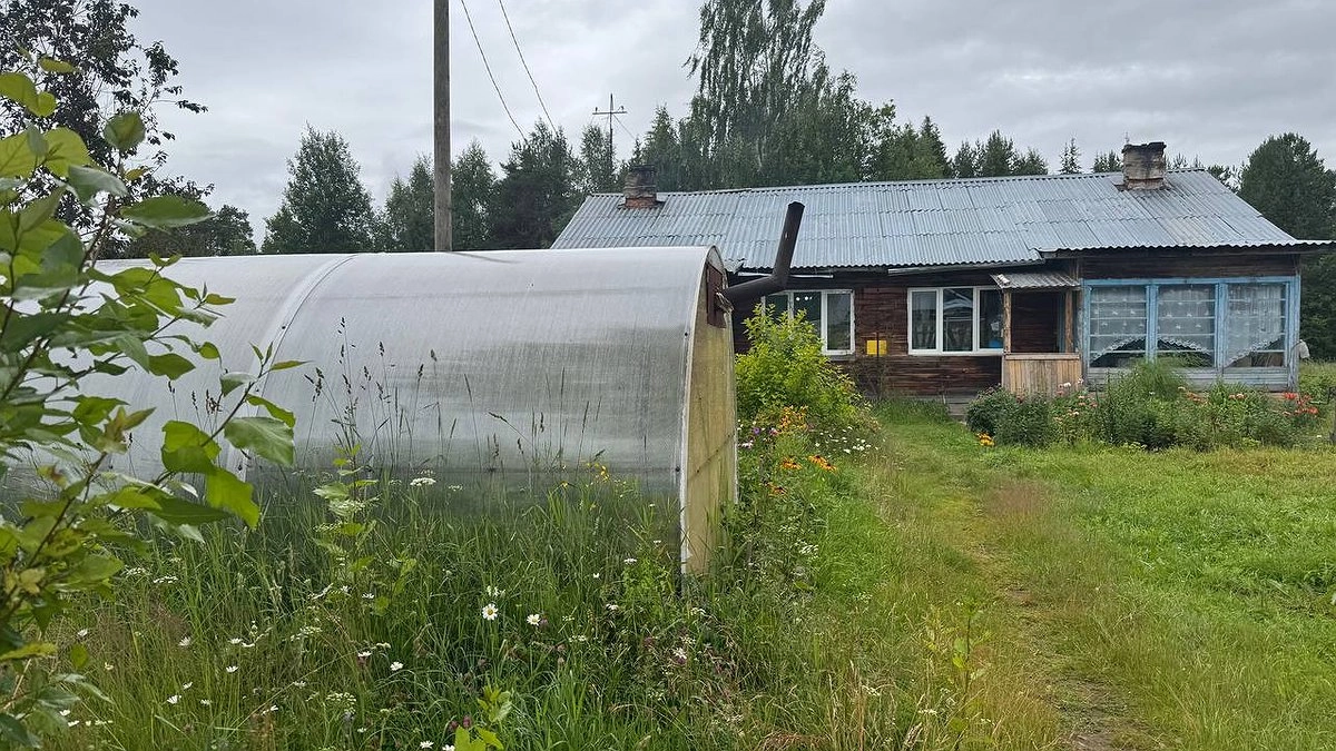 Не горчица и не гречиха: два лучших осенних сидерата, которые действительно оживят вашу землю