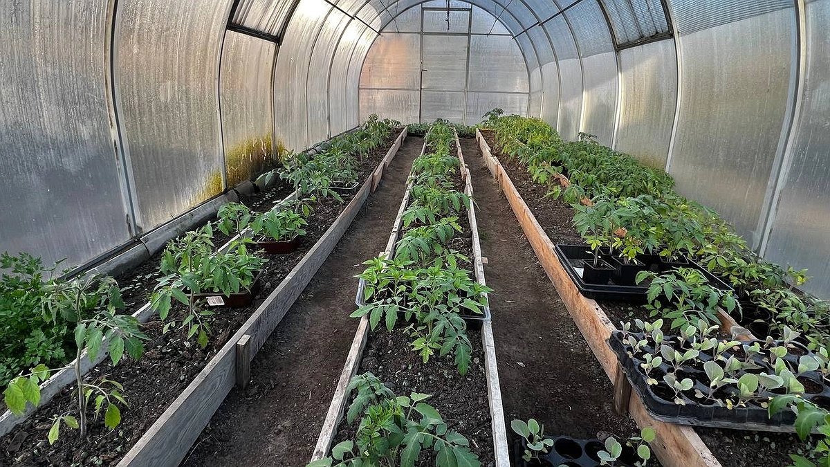 Чудо-средство для рассады томатов: 1 капля в воду, и стебли станут коренастыми и здоровыми