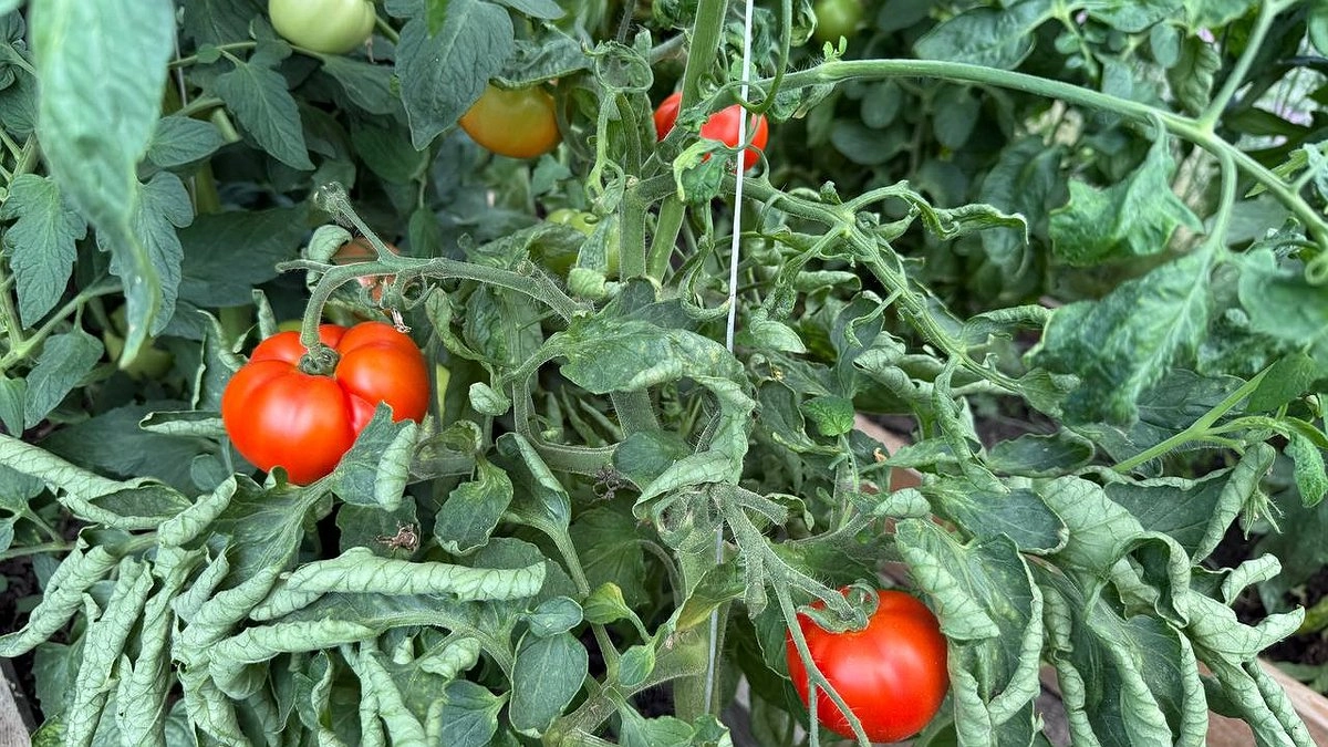 Заметили фитофтору на томатах? Не паникуйте: 20 г на 10 л и урожай спасен — экстренный метод