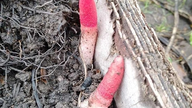 Под Екатеринбургом обнаружены редкие грибы с необычным запахом