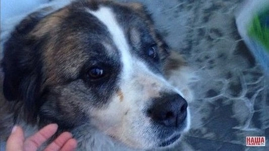 Видео: тюменская собака ждет возле магазина умершего хозяина