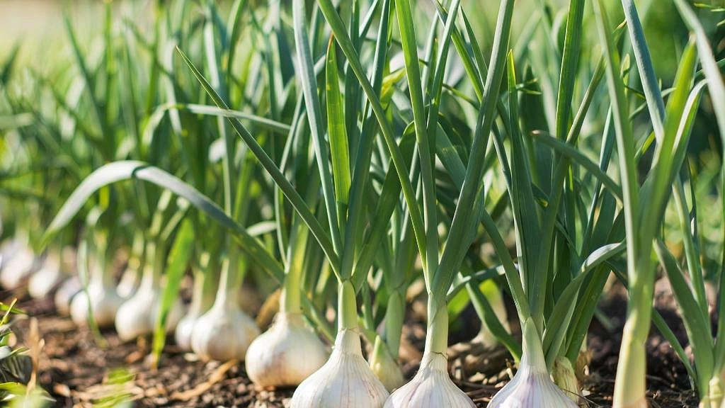 Секрет чеснока с кулак: осенью пролейте грядки этим аптечным средством, и урожай удивит