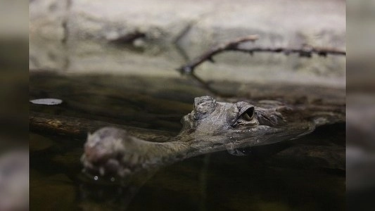 В океанариум Екатеринбурга привезли огромных крокодилов, питонов и черепах