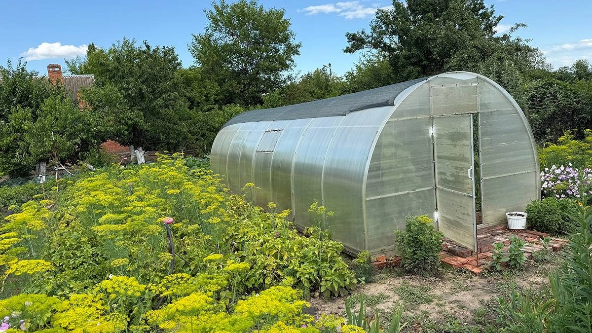 Слизни до смерти боятся это растение: сажаю его рядом с посадками и весь участок в полной безопасности до середины осени
