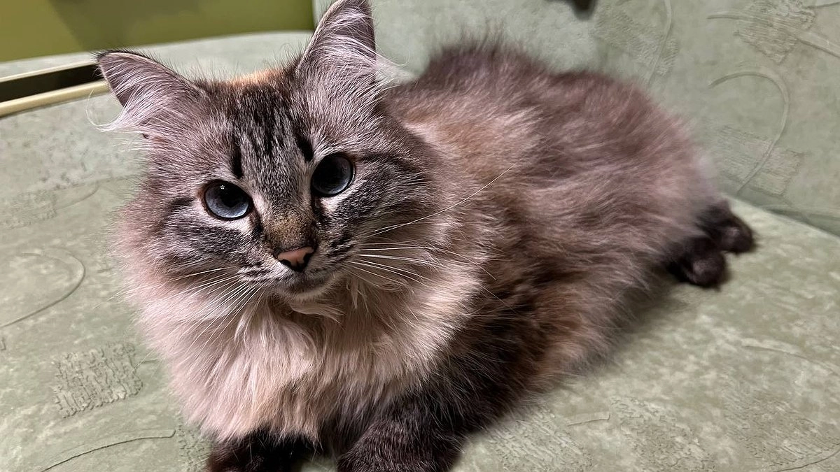 Эти 10 поступков ставят кошку в тупик: вот что мы делаем не так по её мнению