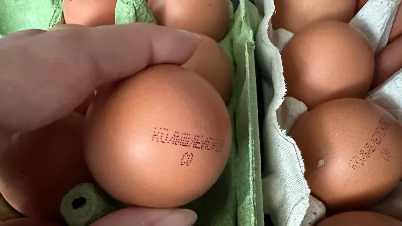 Почему работники птицефабрик избегают яиц СО? Разбираемся в мифах и правде