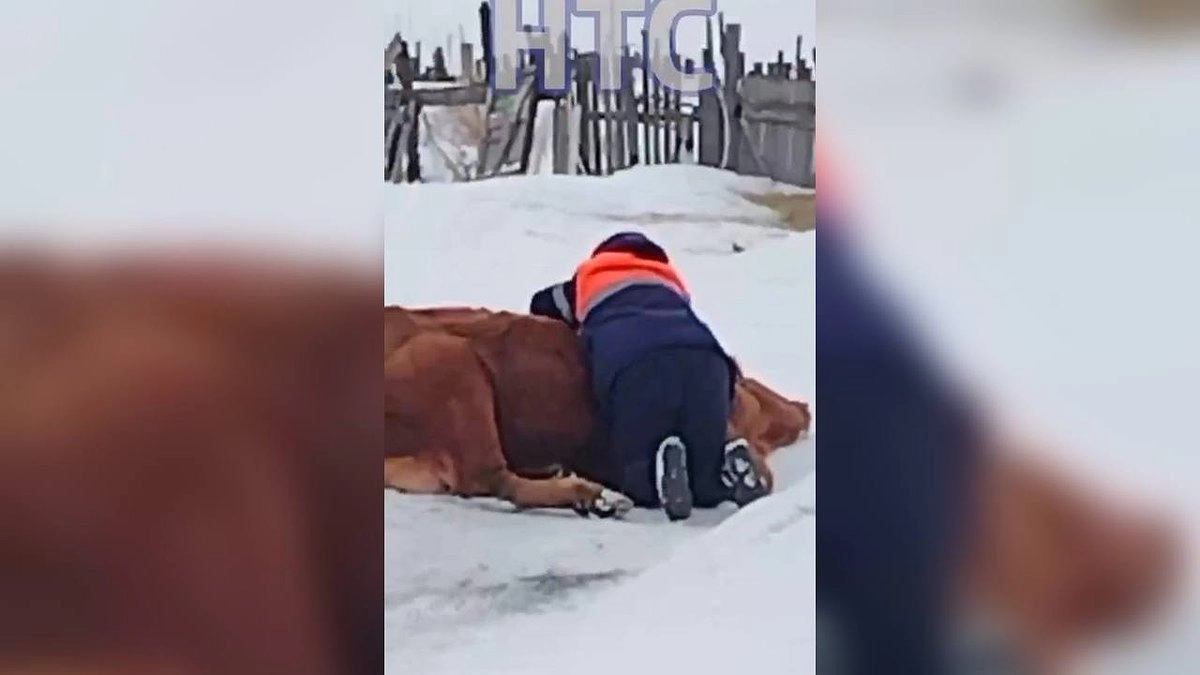 Главная картинка новости: Возможно, это диверсия: появилась версия фальсификации причин тотального уничтожения коров в частных подворьях
