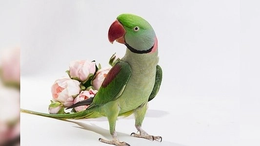 В Екатеринбургском зоопарке "Зоомистером-2020" стал александрийский кольчатый попугай