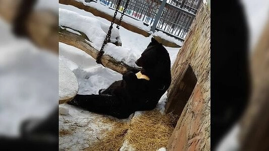 В Екатеринбург окончательно пришла весна: проснулись медведи