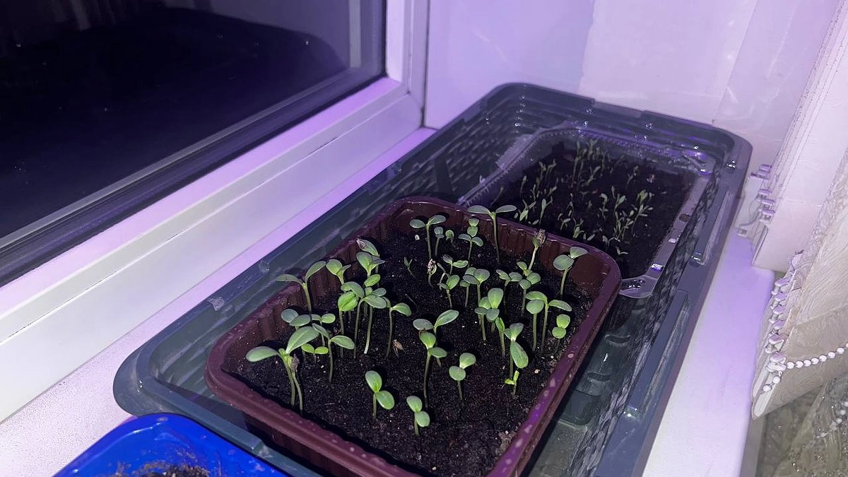 Всего 2 капли под корень – и дохлая рассада обретет силу: перцы с томатами станут мощными и крепкими