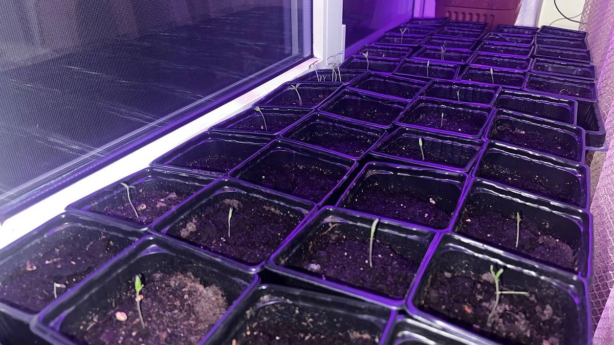 Главная картинка новости: Берите и сейте: 15 цветов, которые нужно посадить на рассаду в марте — календарь для дачников