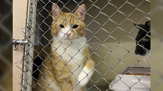 Администрация Екатеринбурга собирается построить приют для бродячих кошек и собак