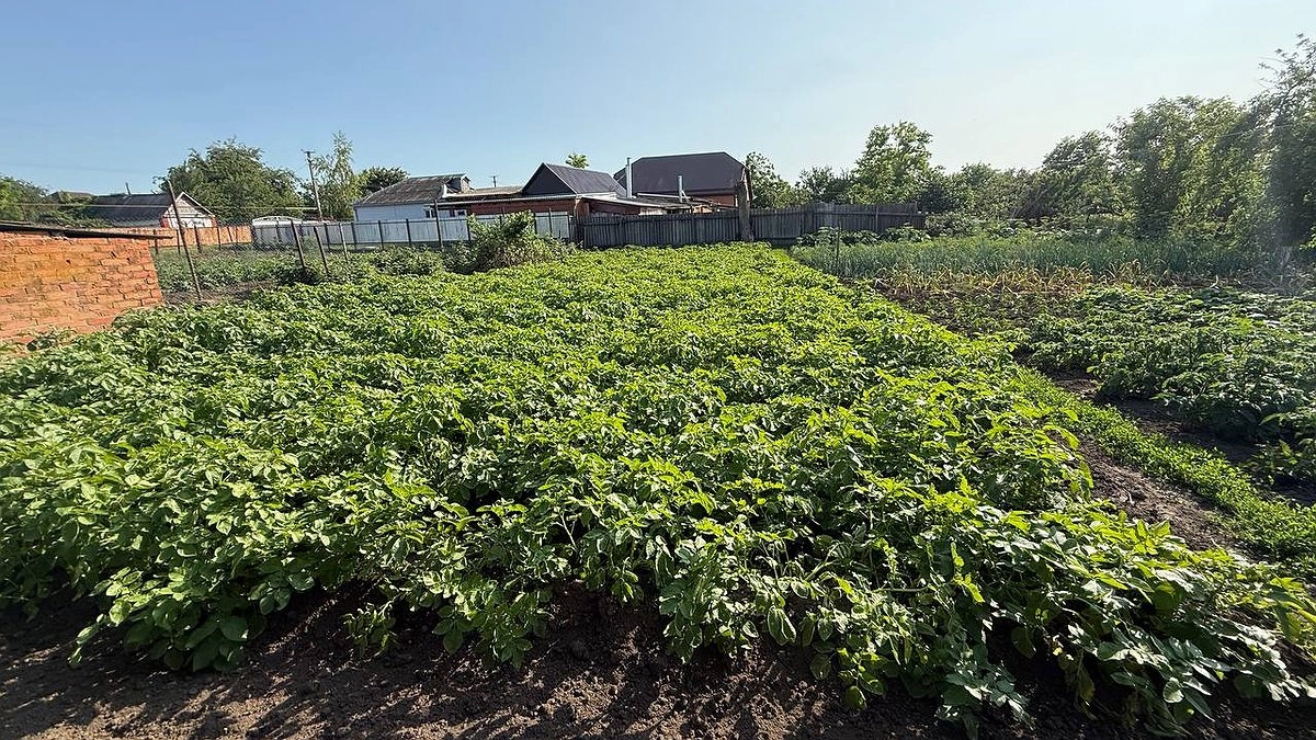 Забудьте горчицу и рожь: назван лучший сидерат, который уничтожает фитофтору в огороде навсегда