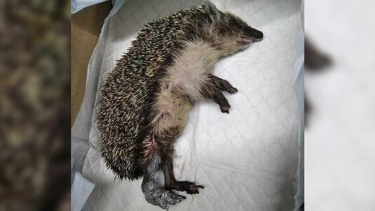 "Мог погибнуть": на Урале неизвестные намотали ежику на лапку леску