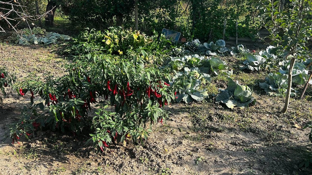 1 ложка в лунку — и перцы станут расти как на дрожжах: будут сочными и крупными — до 5 кг с 1 куста
