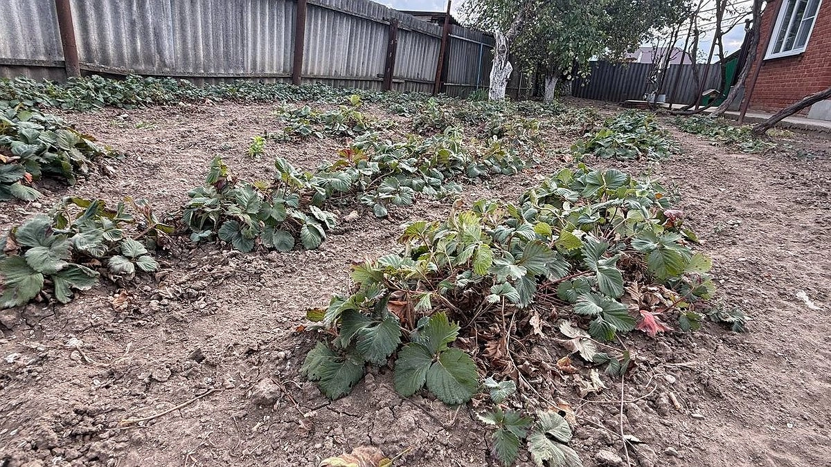 Почему соседская клубника выжила, а ваша сгнила: серьёзная ошибка, которую совершают 9 из 10 дачников
