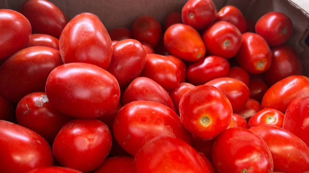 5 сортов обалденно вкусных помидоров — лучшие из проверенных: собираю рекордный урожай даже без особого ухода