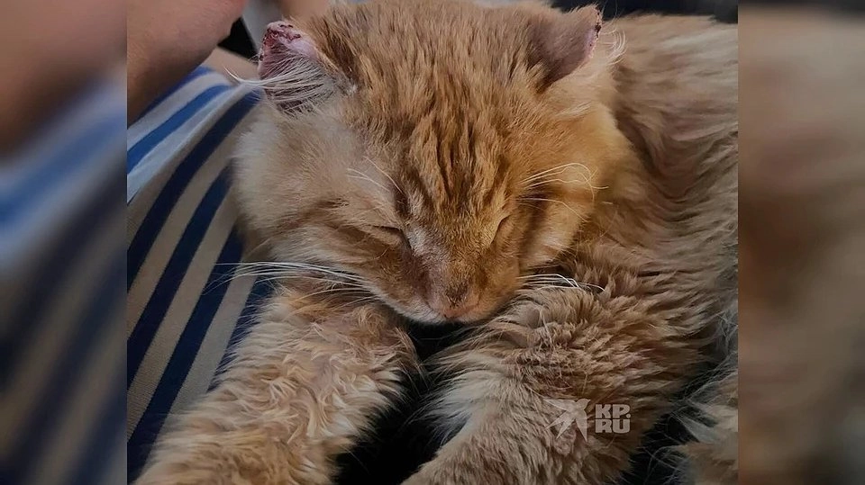 "Не было глаза, а уши отмерзли от холода": рыжий кот Пират обрел новый дом и шанс на жизнь благодаря семье из Екатеринбурга