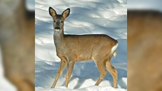 Главная картинка новости: На автодороге Арамиль - Андреевка иномарка сбила косулю - 24 февраля 2015