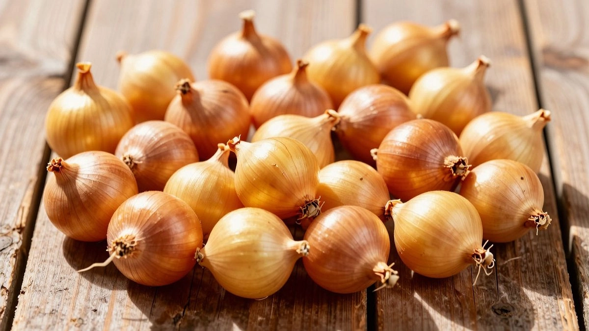 Обработайте севок перед посадкой этим способом — и лук не заболеет, не уйдёт в стрелку и вырастет с кулак