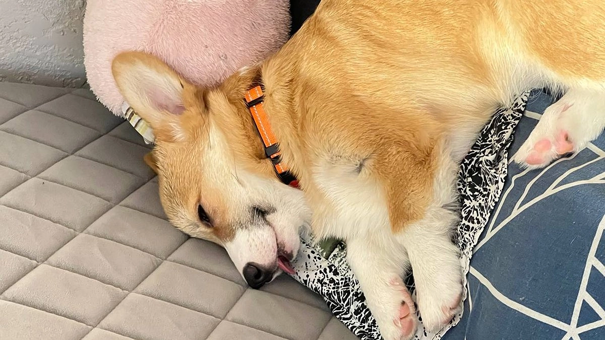 Как вывести блох у собаки: 8 проверенных способов и народные средства — комплексный подход для дома и питомца