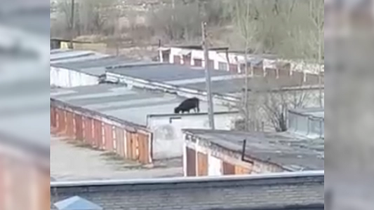 В Серове корова забралась на крыши гаражей и стала звездой Интернета