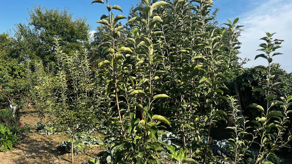 Чем подкормить малину в последний раз - в октябре: устанете собирать ягоду тазами