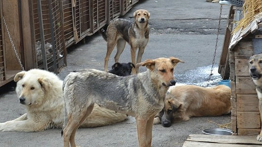 В Свердловской области бездомная собака разорвала ногу ребенку