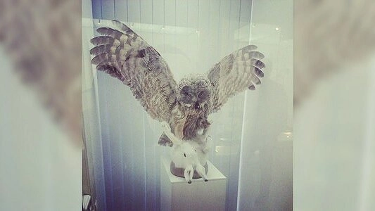 Какие птицы водятся в городе Екатеринбурге - 1 апреля 2015 - фото