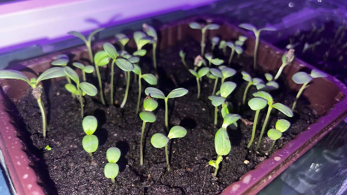 Стал известен график благоприятных дней для садоводов на 2026 год