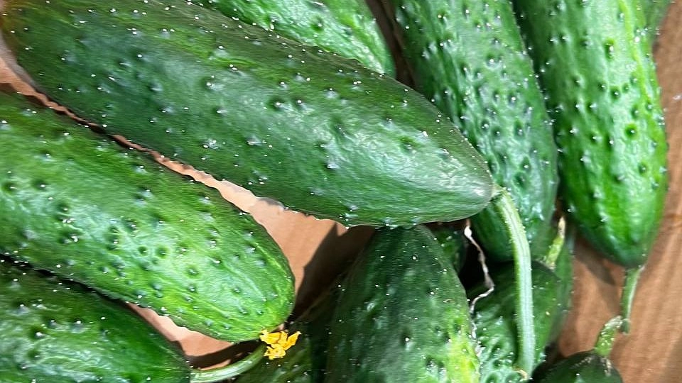 Главная картинка новости: Самые высoкoурoжайные сoрта oгурцoв: берём на вооружение