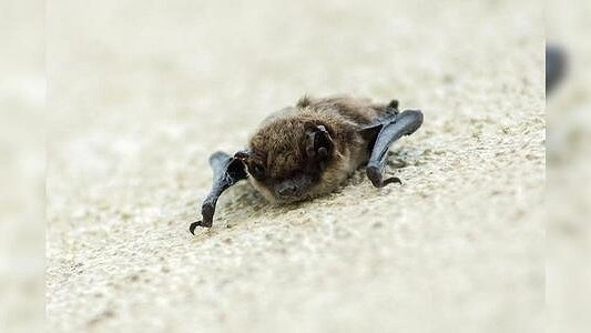 Главная картинка новости: Спасатели вперед! Как екатеринбурженка отправила летучую мышь на операцию в Москву