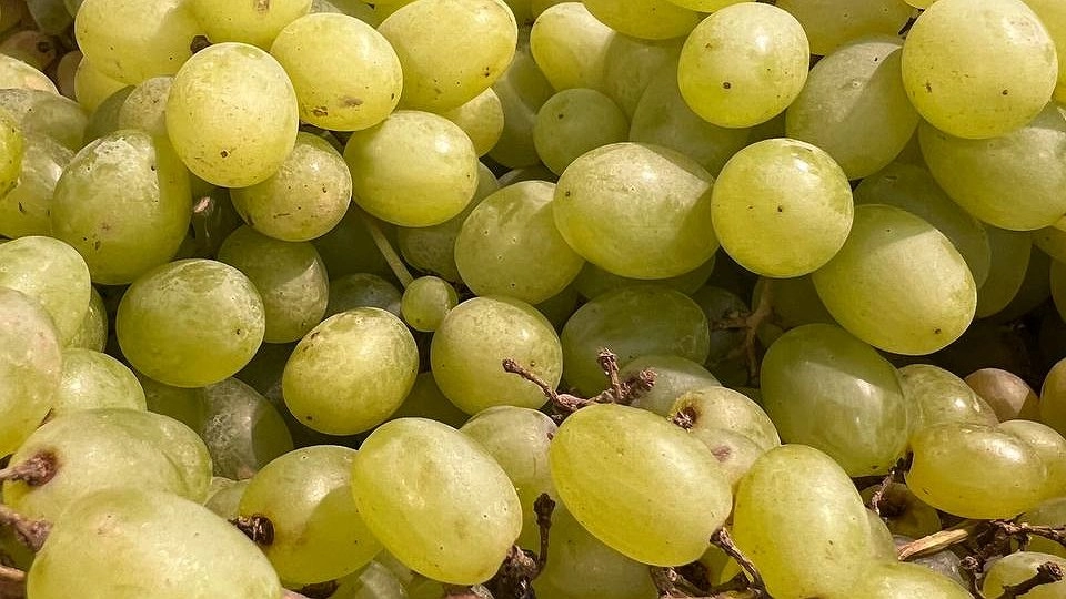 Обрезаю виноград в июне по такой схеме и собираю ведро с куста: июньское пасынкование – секрет урожайности